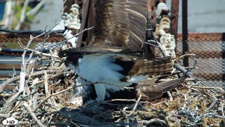 San Francisco Bay Osprey Nest Live Webcam - May 20, 2026, 12:23pm PDT