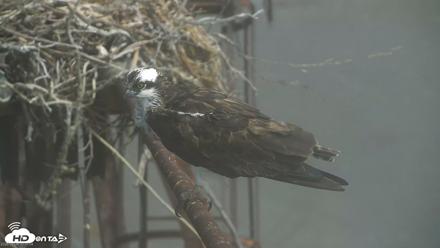 San Francisco Bay Osprey Nest Live Webcam - Aug 4, 2026, 10:35am PDT
