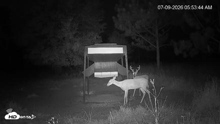 Leesburg Georgia Live Deer Feeder Webcam - Jul 9, 2026, 5:53am EDT
