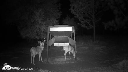 Leesburg Georgia Live Deer Feeder Webcam - Oct 4, 2026, 3:42am EDT