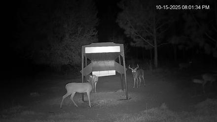 Leesburg Georgia Live Deer Feeder Webcam - Oct 15, 2025, 8:03pm EDT