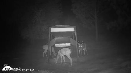 Leesburg Georgia Live Deer Feeder Webcam - Oct 3, 2026, 5:12am EDT