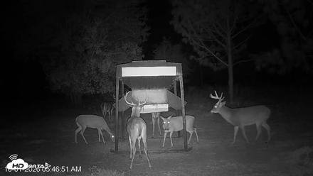 Leesburg Georgia Live Deer Feeder Webcam - Oct 1, 2026, 5:46am EDT