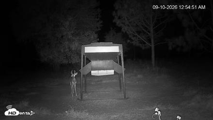 Leesburg Georgia Live Deer Feeder Webcam - Sep 10, 2026, 12:55am EDT