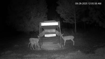 Leesburg Georgia Live Deer Feeder Webcam - Sep 28, 2025, 12:05am EDT