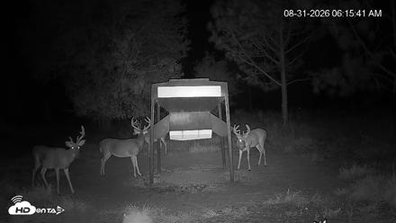 Leesburg Georgia Live Deer Feeder Webcam - Aug 31, 2026, 6:15am EDT
