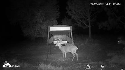Leesburg Georgia Live Deer Feeder Webcam - Sep 12, 2026, 4:41am EDT