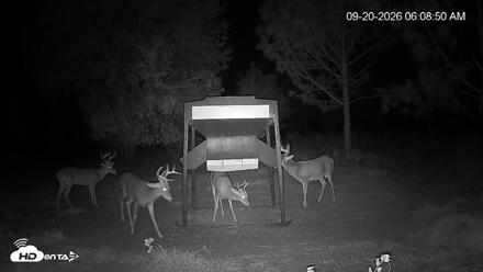 Leesburg Georgia Live Deer Feeder Webcam - Sep 20, 2026, 6:09am EDT