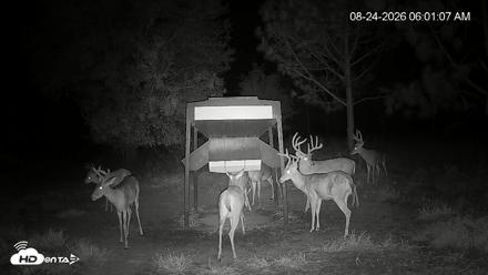 Leesburg Georgia Live Deer Feeder Webcam - Aug 24, 2026, 6:01am EDT