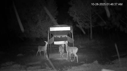 Leesburg Georgia Live Deer Feeder Webcam - Oct 28, 2025, 1:46am EDT