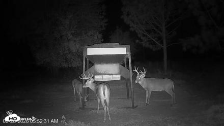 Leesburg Georgia Live Deer Feeder Webcam - Sep 28, 2026, 5:52am EDT
