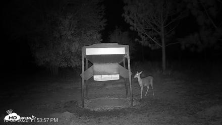 Leesburg Georgia Live Deer Feeder Webcam - Oct 8, 2026, 11:53pm EDT