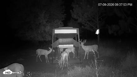 Leesburg Georgia Live Deer Feeder Webcam - Jul 9, 2026, 9:37pm EDT