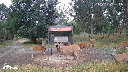 Leesburg Georgia Live Deer Feeder Webcam - May 1, 2026, 7:24pm EDT
