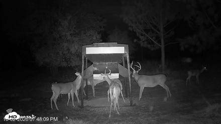 Leesburg Georgia Live Deer Feeder Webcam - Oct 2, 2026, 7:48pm EDT