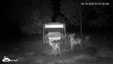 Leesburg Georgia Live Deer Feeder Webcam - Aug 18, 2026, 3:24am EDT