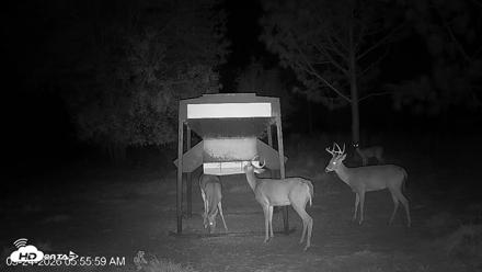 Leesburg Georgia Live Deer Feeder Webcam - Sep 24, 2026, 5:56am EDT