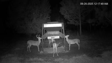 Leesburg Georgia Live Deer Feeder Webcam - Sep 20, 2025, 12:17am EDT