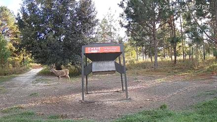 Leesburg Georgia Live Deer Feeder Webcam - Oct 29, 2025, 5:58pm EDT