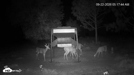 Leesburg Georgia Live Deer Feeder Webcam - Sep 22, 2026, 5:17am EDT