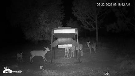 Leesburg Georgia Live Deer Feeder Webcam - Sep 22, 2026, 5:19am EDT