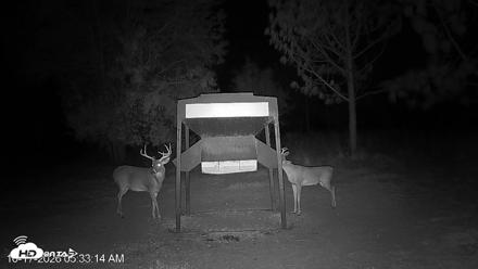 Leesburg Georgia Live Deer Feeder Webcam - Oct 17, 2026, 5:33am EDT