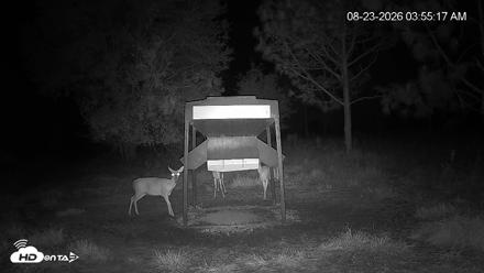 Leesburg Georgia Live Deer Feeder Webcam - Aug 23, 2026, 3:55am EDT