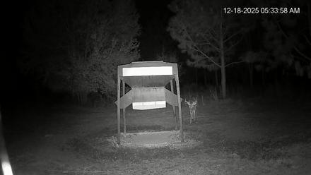Leesburg Georgia Live Deer Feeder Webcam - Dec 18, 2025, 5:35am EST