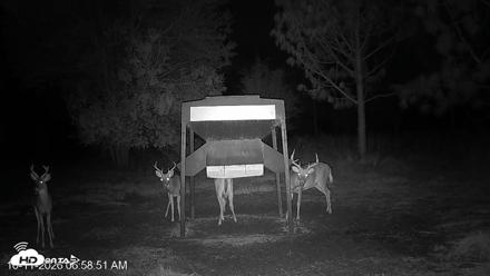Leesburg Georgia Live Deer Feeder Webcam - Oct 11, 2026, 6:58am EDT