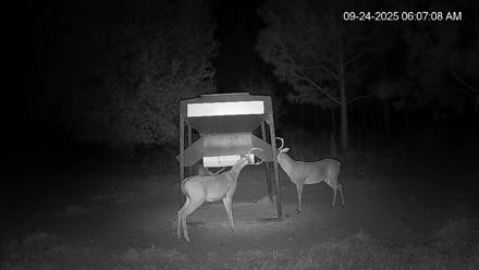 Leesburg Georgia Live Deer Feeder Webcam - Sep 24, 2025, 6:07am EDT