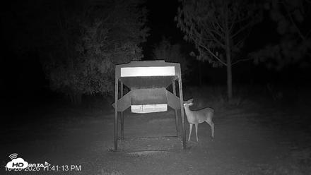 Leesburg Georgia Live Deer Feeder Webcam - Oct 20, 2026, 11:41pm EDT