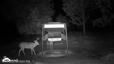 Leesburg Georgia Live Deer Feeder Webcam - Oct 5, 2026, 8:09pm EDT