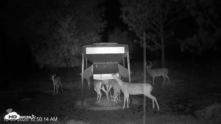 Leesburg Georgia Live Deer Feeder Webcam - Oct 5, 2026, 12:50am EDT
