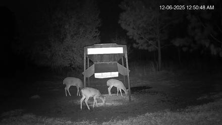 Leesburg Georgia Live Deer Feeder Webcam - Dec 6, 2025, 12:50am EST
