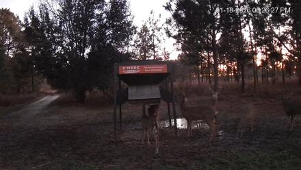 Leesburg Georgia Live Deer Feeder Webcam - Jan 18, 2026, 6:26pm EST