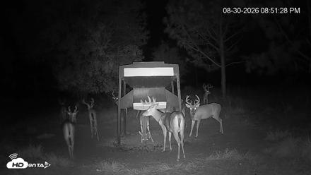 Leesburg Georgia Live Deer Feeder Webcam - Aug 30, 2026, 8:51pm EDT