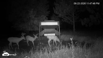 Leesburg Georgia Live Deer Feeder Webcam - Jun 22, 2026, 11:48pm EDT