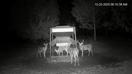 Leesburg Georgia Live Deer Feeder Webcam - Dec 22, 2025, 6:10am EST