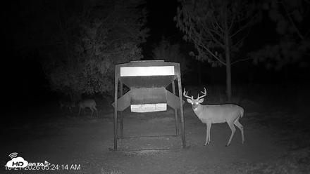 Leesburg Georgia Live Deer Feeder Webcam - Oct 21, 2026, 5:24am EDT