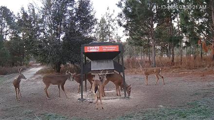 Leesburg Georgia Live Deer Feeder Webcam - Jan 13, 2026, 7:30am EST
