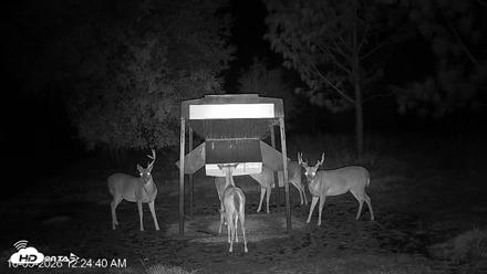 Leesburg Georgia Live Deer Feeder Webcam - Oct 5, 2026, 12:24am EDT