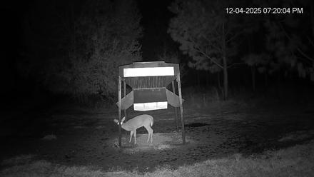 Leesburg Georgia Live Deer Feeder Webcam - Dec 4, 2025, 7:19pm EST