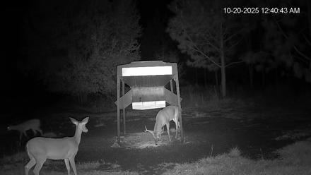 Leesburg Georgia Live Deer Feeder Webcam - Oct 20, 2025, 12:40am EDT