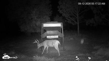 Leesburg Georgia Live Deer Feeder Webcam - Sep 12, 2026, 5:17am EDT