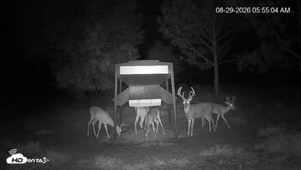 Leesburg Georgia Live Deer Feeder Webcam - Aug 29, 2026, 5:54am EDT