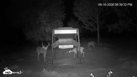 Leesburg Georgia Live Deer Feeder Webcam - Sep 16, 2026, 8:39pm EDT