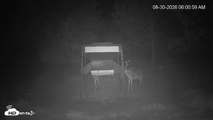 Leesburg Georgia Live Deer Feeder Webcam - Aug 30, 2026, 6:00am EDT