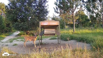Leesburg Georgia Live Deer Feeder Webcam - Jun 28, 2026, 8:17pm EDT