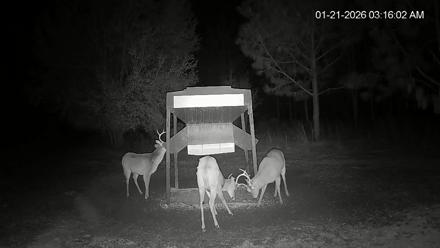 Leesburg Georgia Live Deer Feeder Webcam - Jan 21, 2026, 3:16am EST
