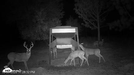 Leesburg Georgia Live Deer Feeder Webcam - Oct 8, 2026, 11:28pm EDT